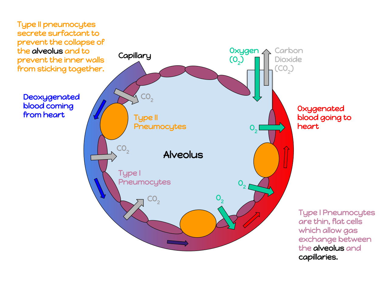 Gas exchange at an alveolus: oxygen diffusing into blood and carbon dioxide diffusing out across the alveolar-capillary membrane