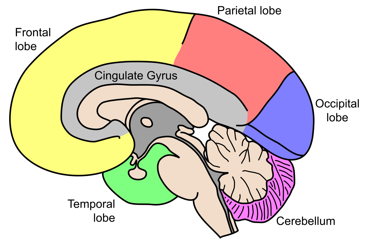 Mid-sagittal section of the human brain showing the frontal, parietal, occipital and temporal lobes of the cerebrum, the cingulate gyrus and the cerebellum