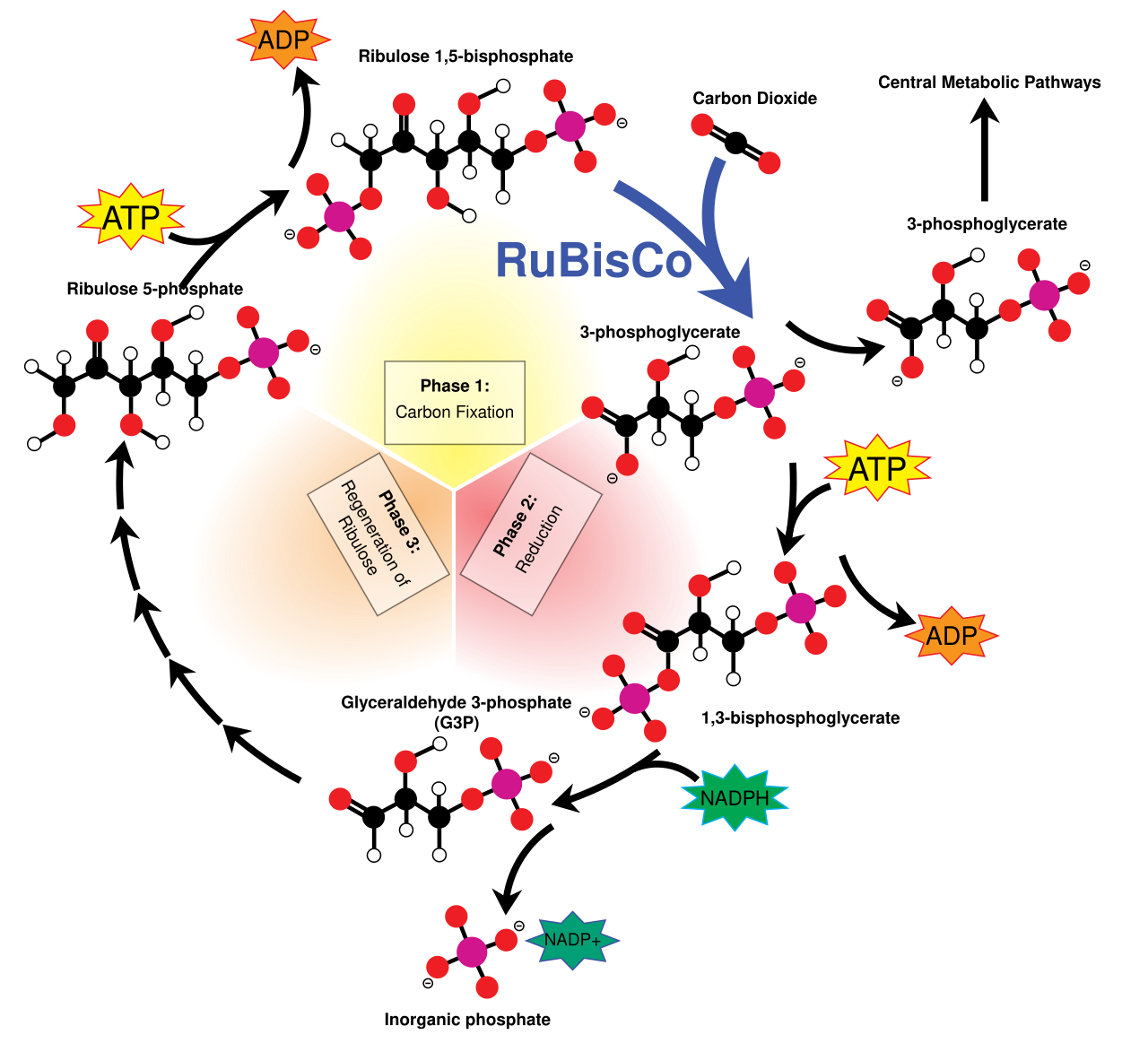 The Calvin cycle showing carbon fixation by RuBisCO, reduction of 3-PGA to G3P using ATP and NADPH, and regeneration of RuBP in the chloroplast stroma