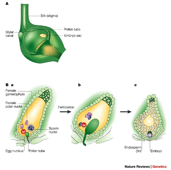 Double fertilization: pollen tube delivering two male gametes to the embryo sac, forming zygote and endosperm