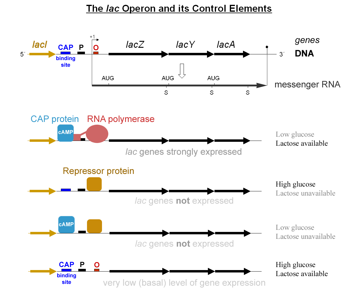 Lac operon showing promoter, operator, repressor and structural genes with and without lactose
