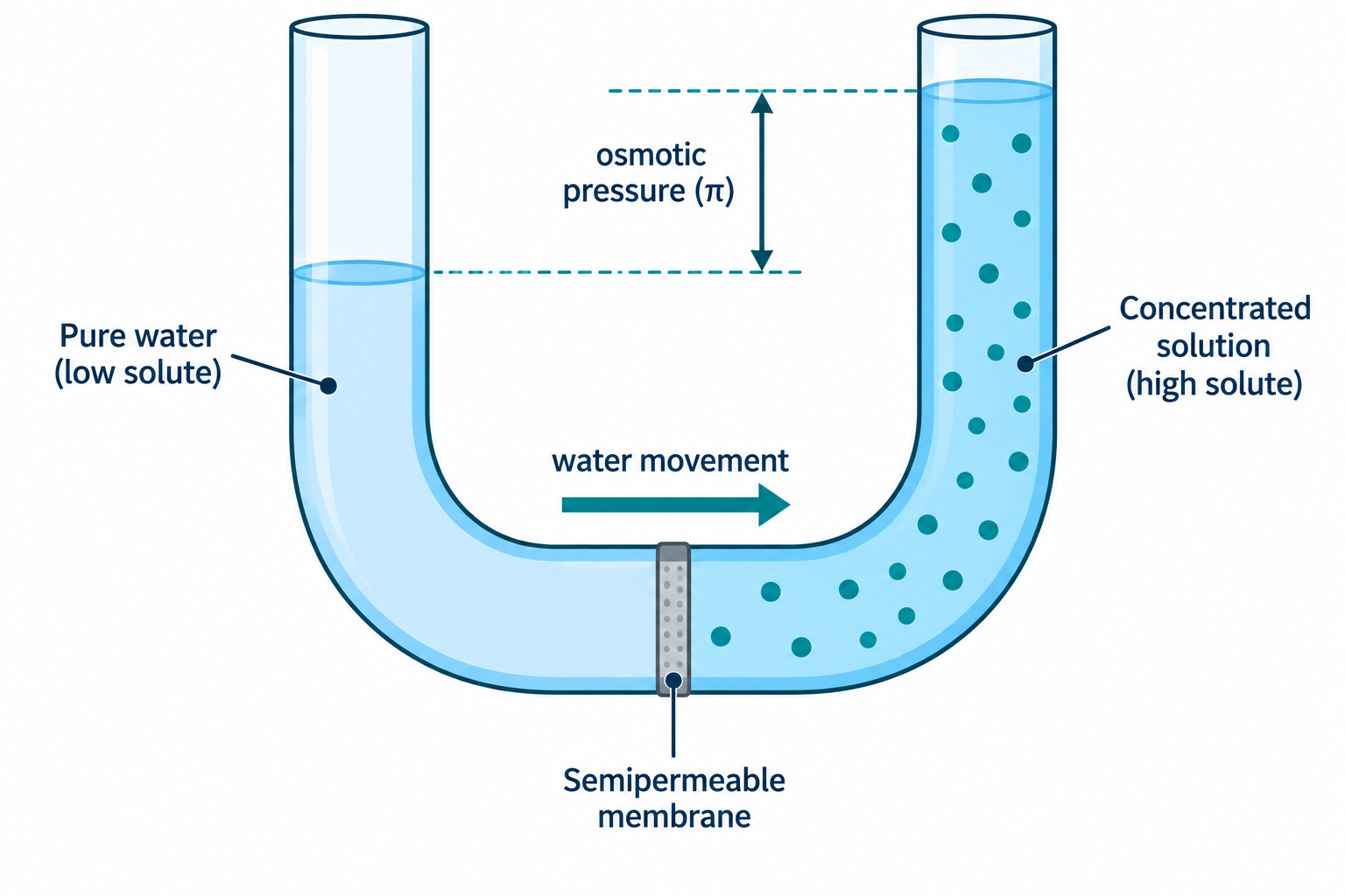 Osmosis in a U-tube: water moving through a semipermeable membrane from pure water to a concentrated solution, raising it by the osmotic pressure