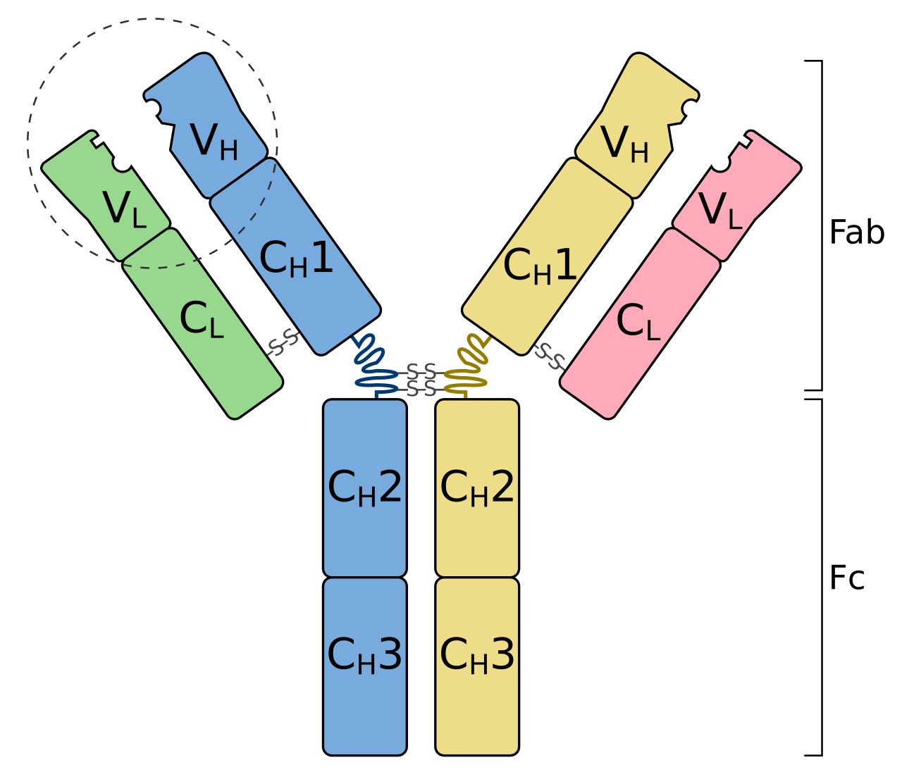Antibody structure: two heavy chains (VH, CH1, CH2, CH3 domains) and two light chains (VL, CL) linked by disulphide bonds, forming the Fab arms and Fc stem