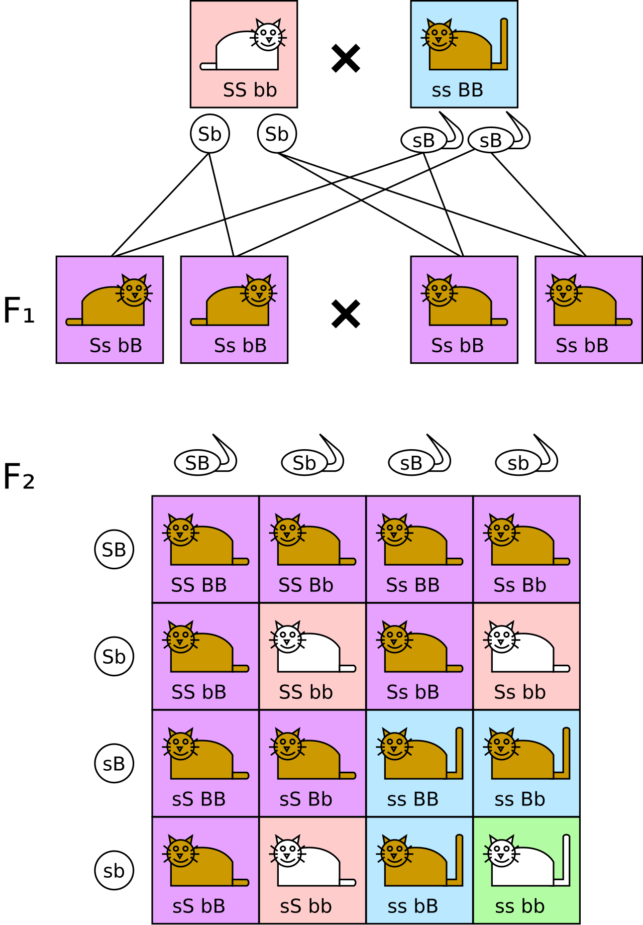 Dihybrid cross Punnett square showing F1 and F2 generations, giving a 9:3:3:1 phenotypic ratio from parents SSbb and ssBB