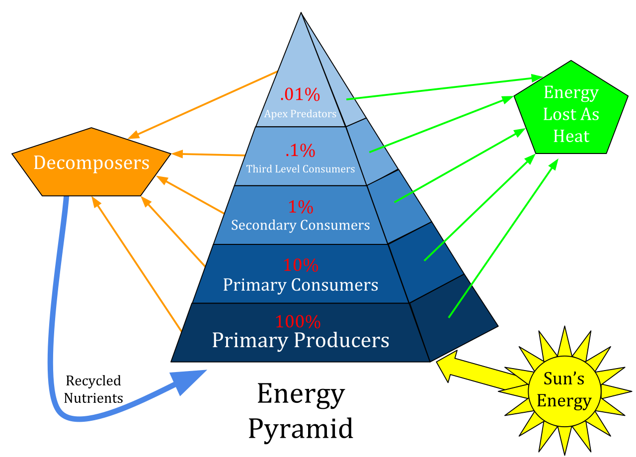 Ecological energy pyramid: primary producers at the base (100%) with each higher trophic level (primary, secondary, third-level consumers, apex predators) receiving about 10% of the energy below, energy lost as heat and nutrients recycled by decomposers