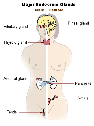 Major endocrine glands of the human body: pineal, pituitary, thyroid, adrenal, pancreas, and gonads (testis in the male, ovary in the female)