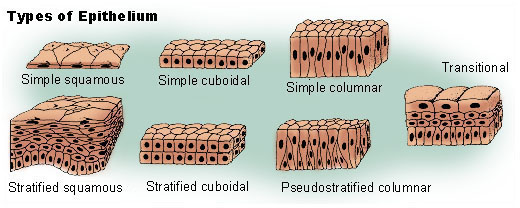 Types of epithelial tissue: simple squamous, simple cuboidal, simple columnar, pseudostratified columnar, stratified squamous, stratified cuboidal and transitional epithelium