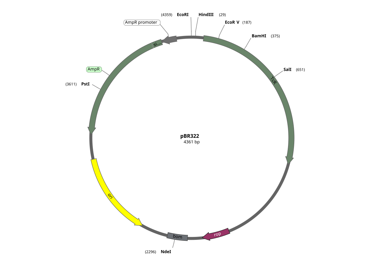 Map of the pBR322 cloning vector (4361 bp) showing the ampicillin-resistance gene AmpR, tetracycline-resistance gene TcR, origin of replication ori, rop gene, and restriction sites EcoRI, HindIII, BamHI, SalI and PstI