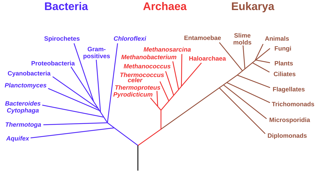 Phylogenetic tree of life showing the three domains Bacteria, Archaea and Eukarya branching from a single common ancestor, with representative groups on each branch