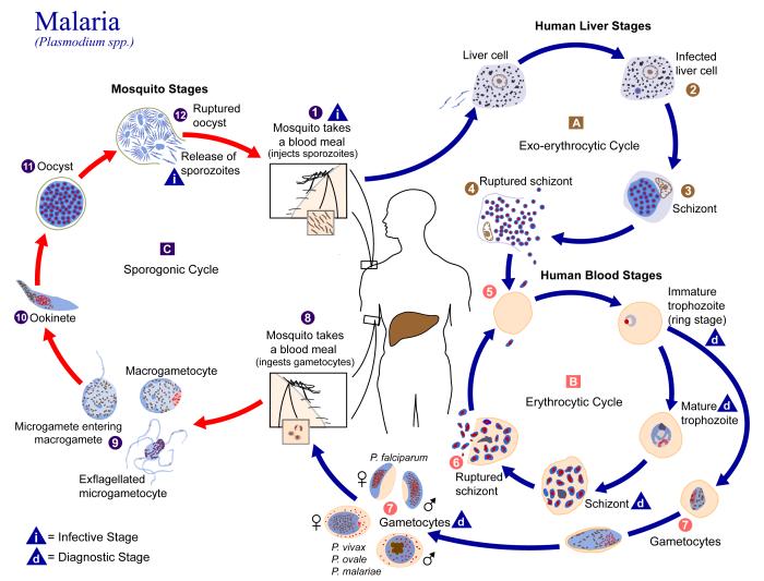 Life cycle of the malaria parasite Plasmodium across human and mosquito hosts: sporozoites, liver exo-erythrocytic stage, blood erythrocytic stage, gametocytes, and the mosquito sporogonic cycle