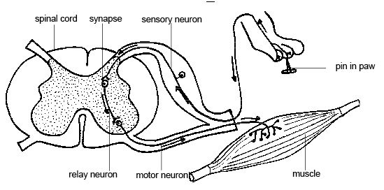 Reflex arc: receptor, sensory neuron, spinal cord interneuron, motor neuron and effector muscle