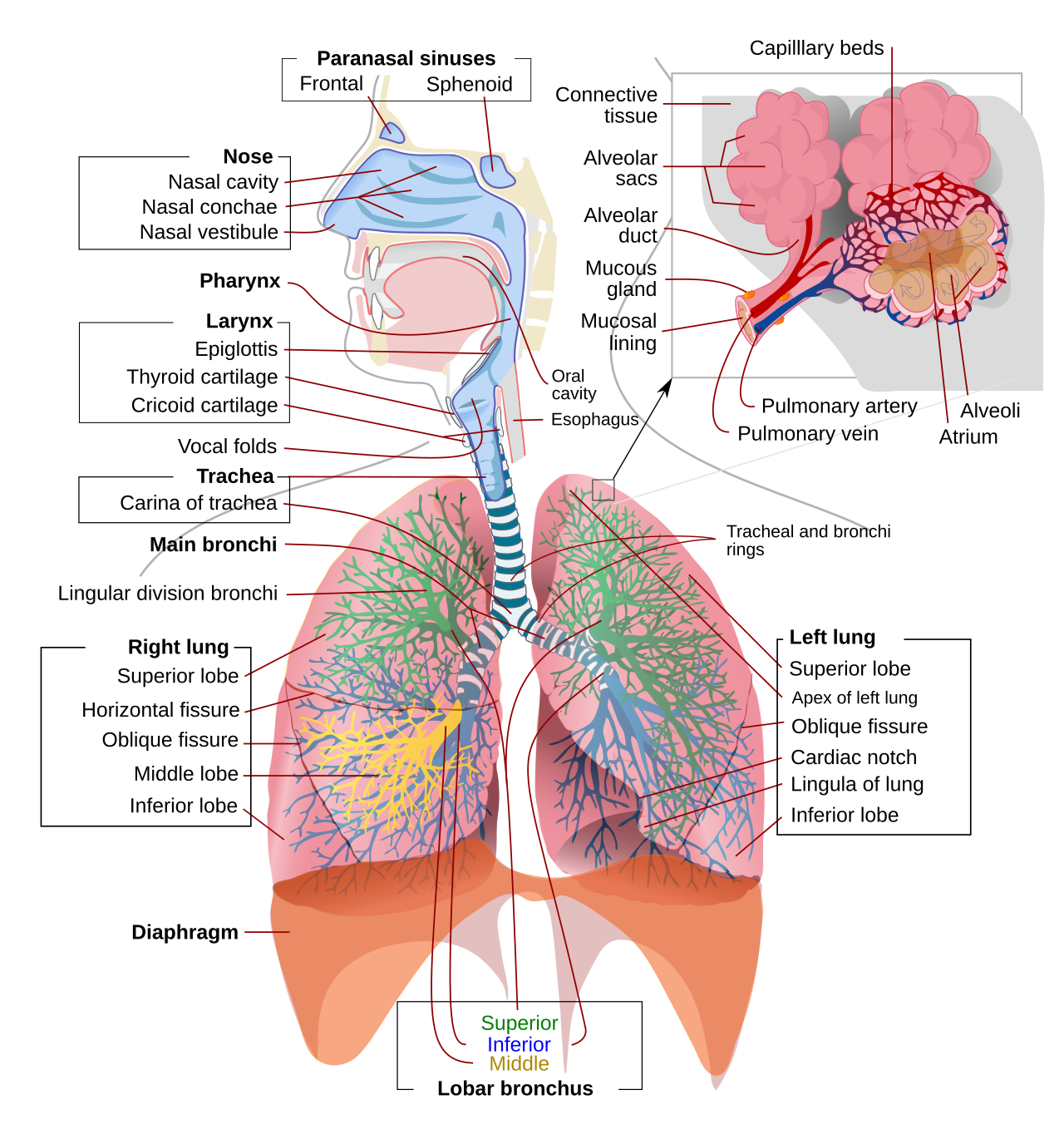 The human respiratory system: nasal cavity, pharynx, larynx, trachea, bronchi, bronchioles and lungs